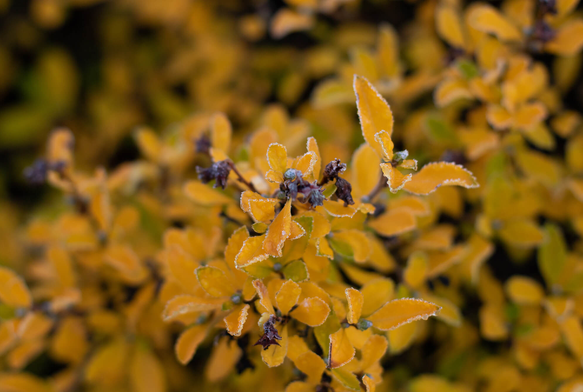 The Hotel - PCamp-30