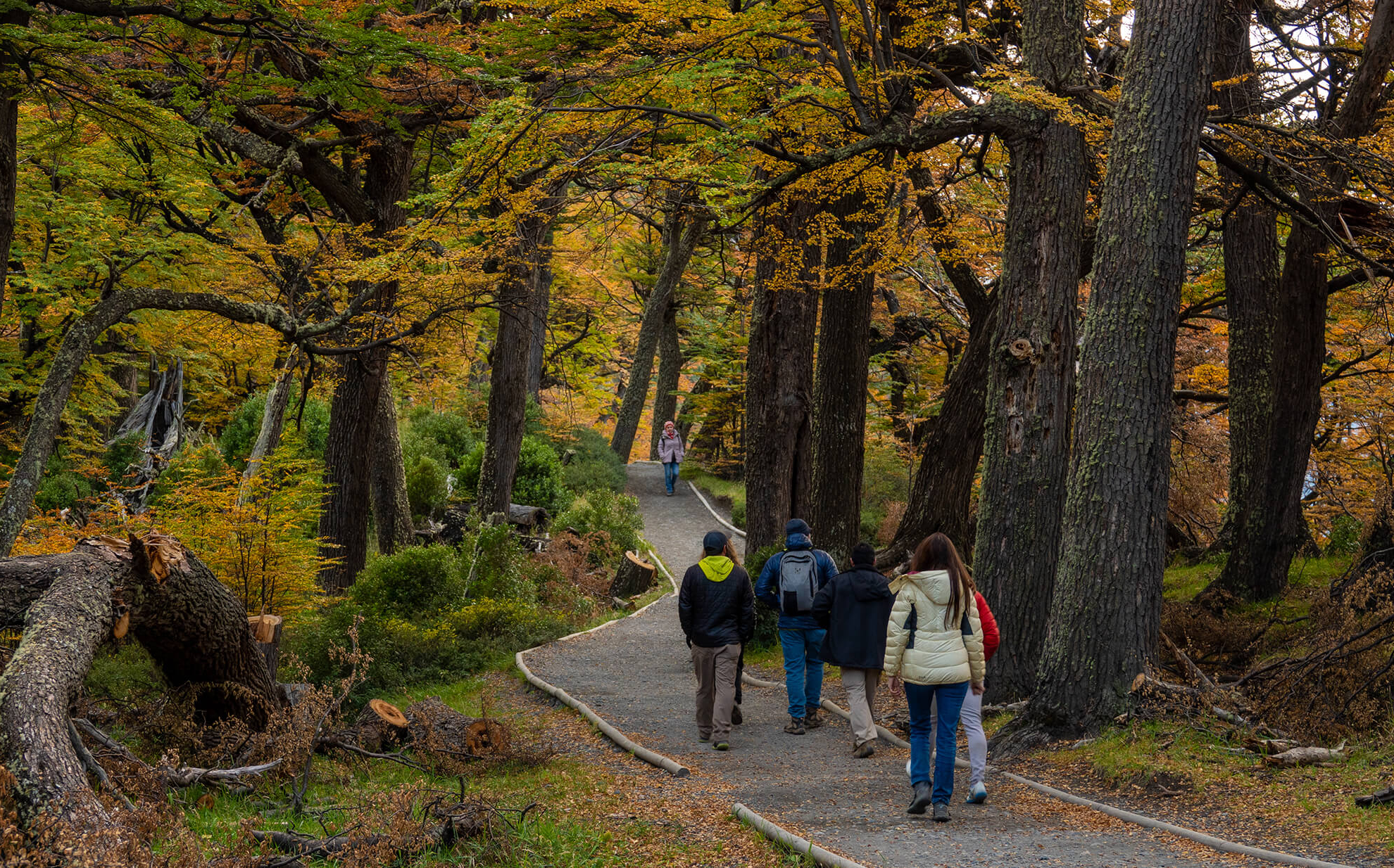 Pingo - Playa Grey-12