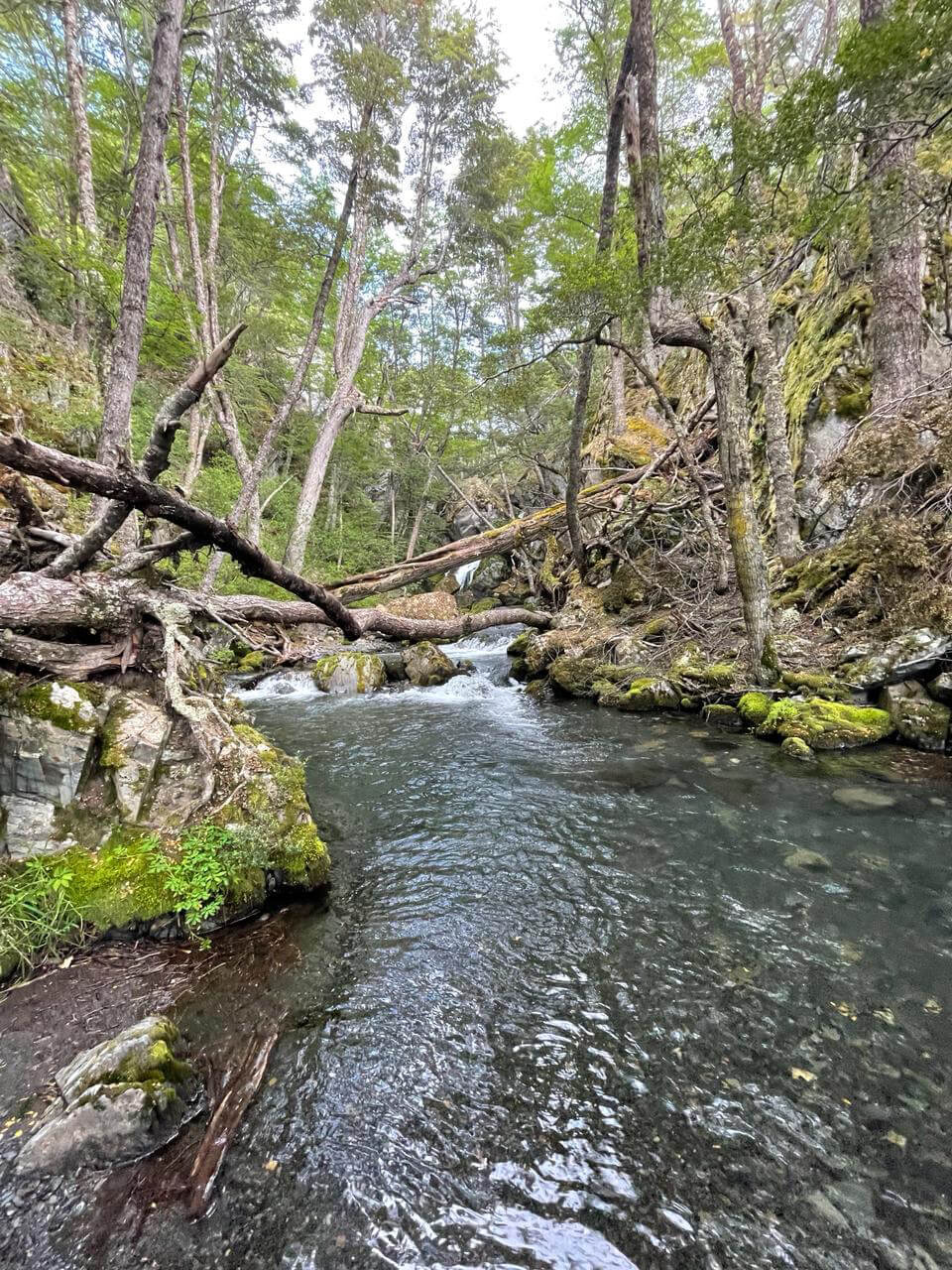 Pingo - Playa Grey-13