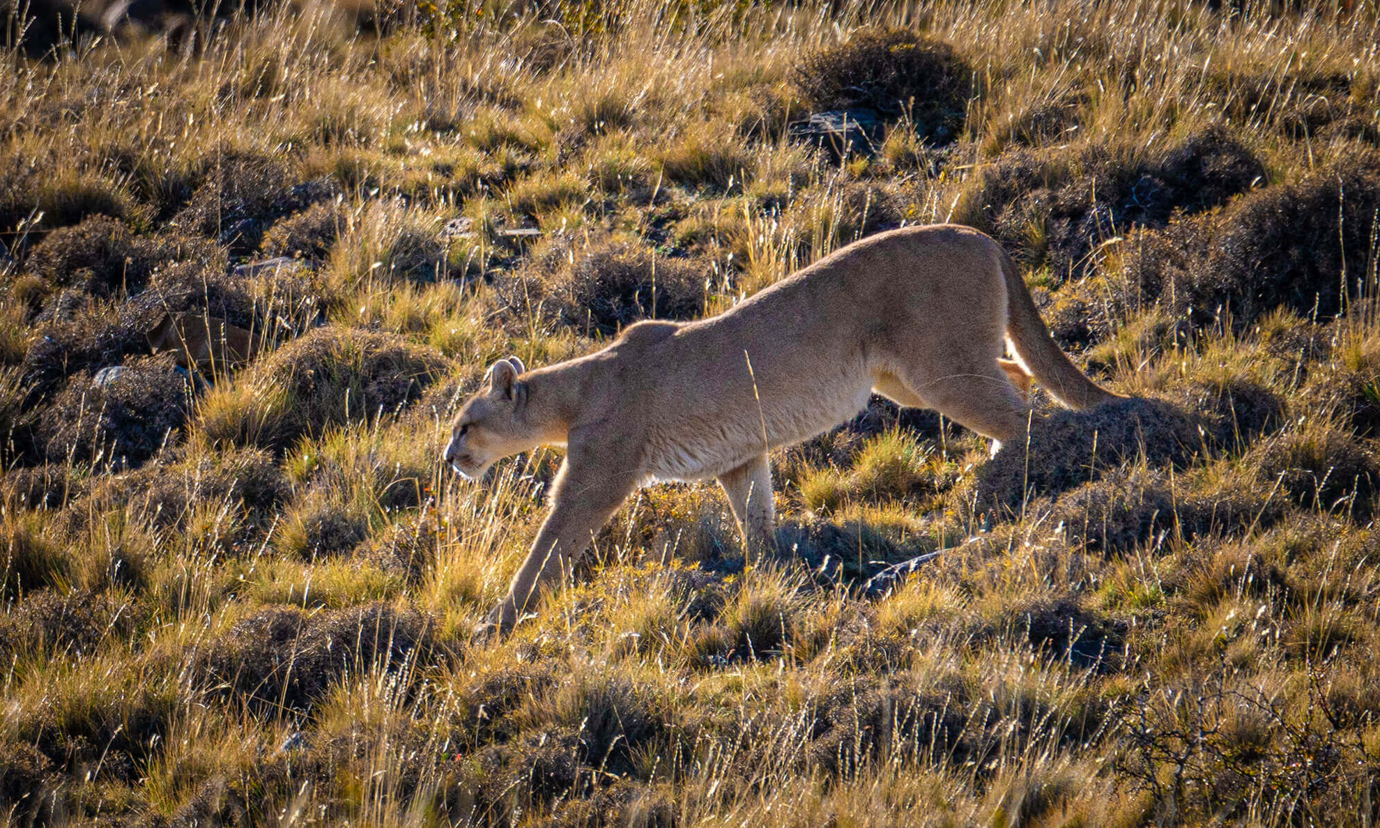 Patagonia histótrica-4