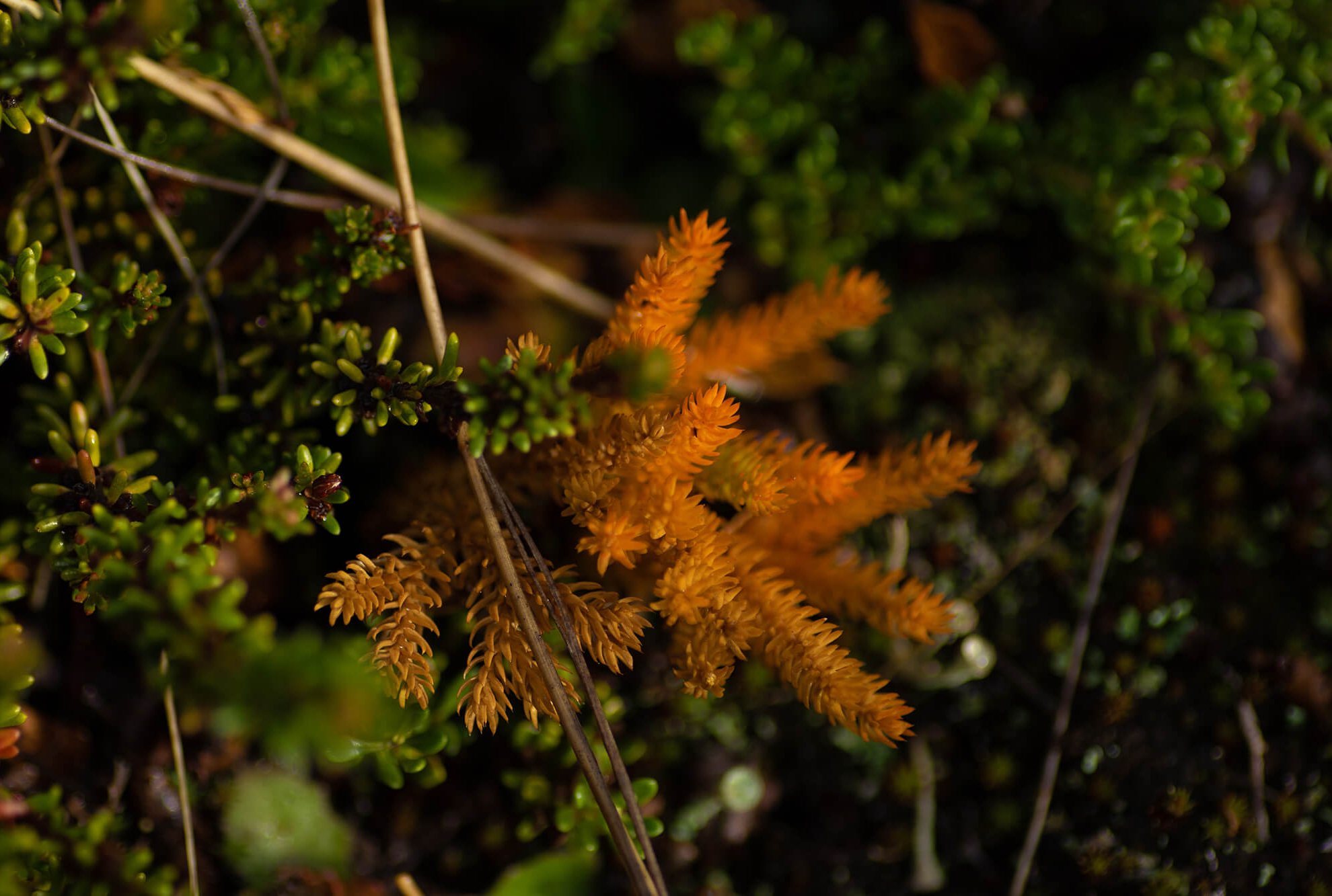 Patagonia Camp Web-43