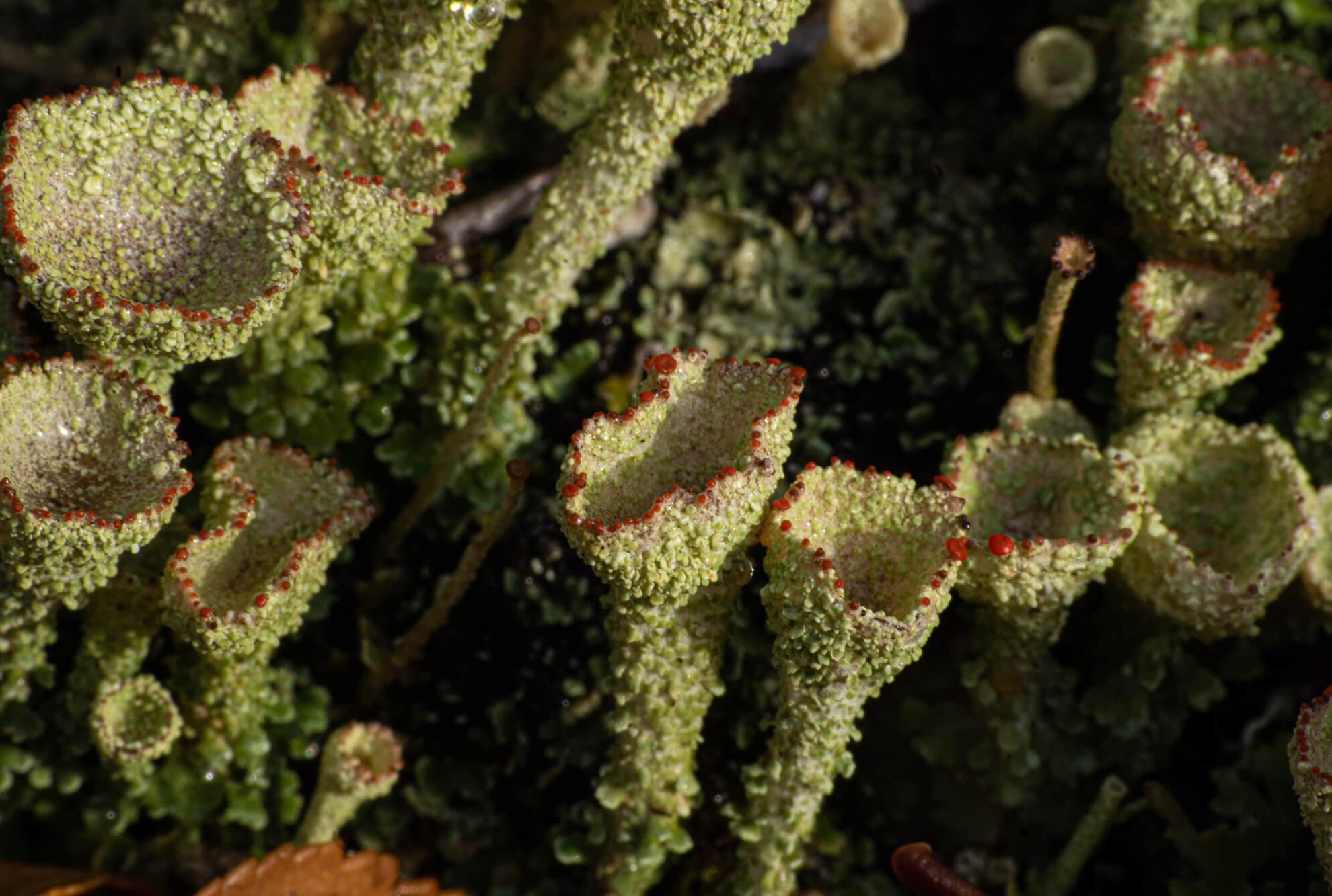 Patagonia Camp Web-44