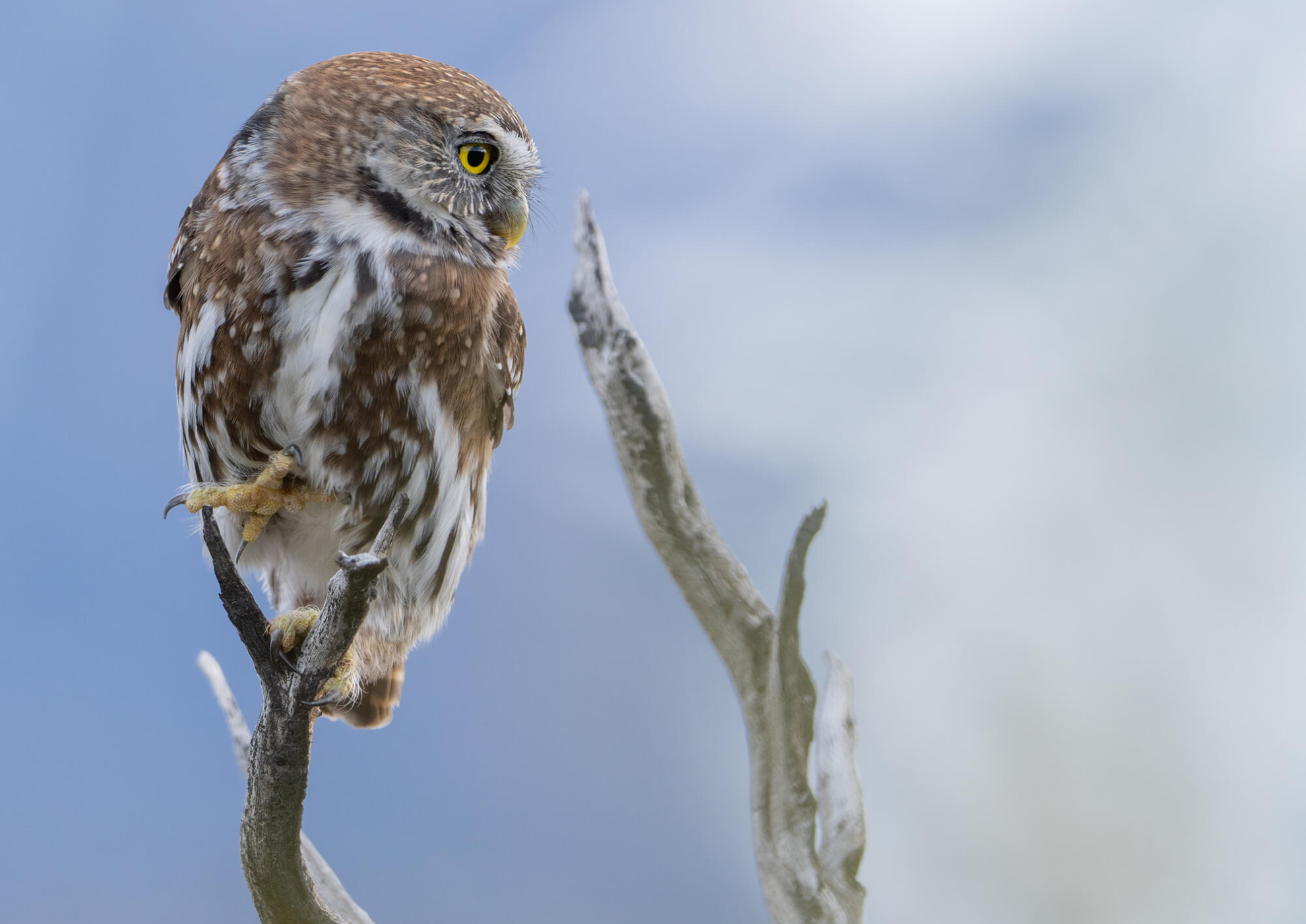 Patagonia Camp Web-77