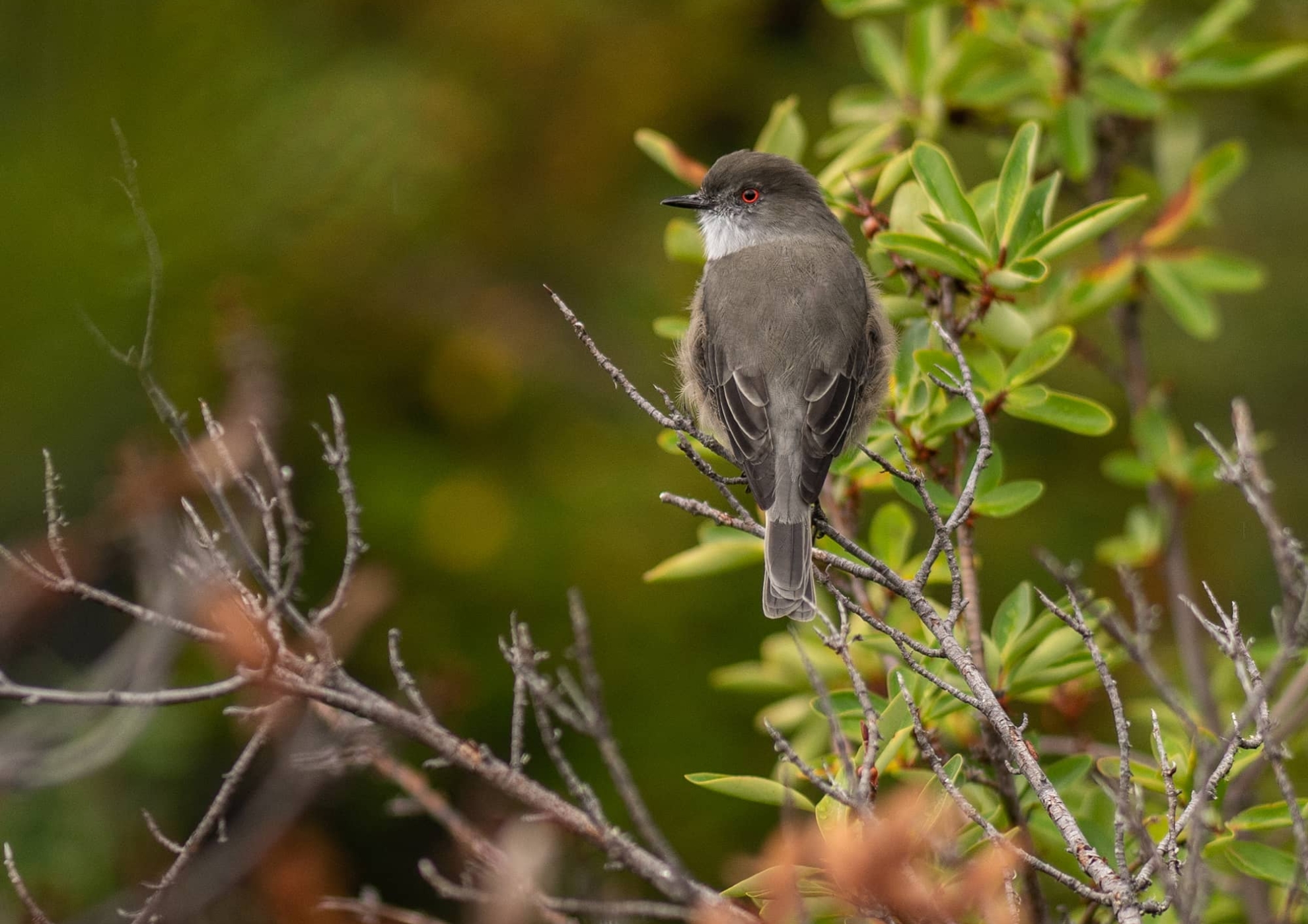 Bird perched on branch in Patagonian forest