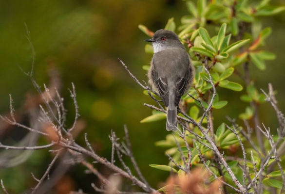 Bird perched on branch in Patagonian forest