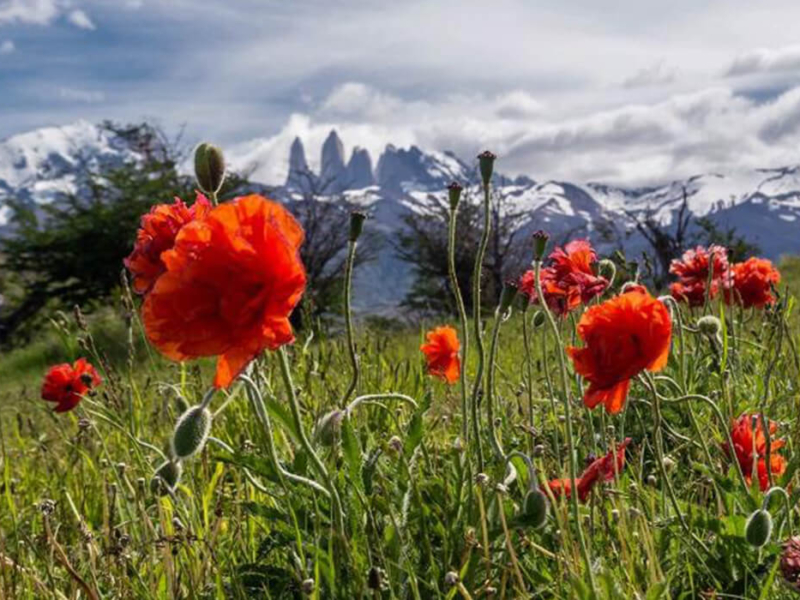 Primavera-Torres-del-Paine1